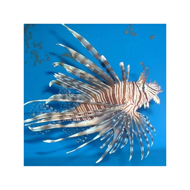 Pterois Volitans – Der große Rotfeuerfisch | Coralandfishstore.nl