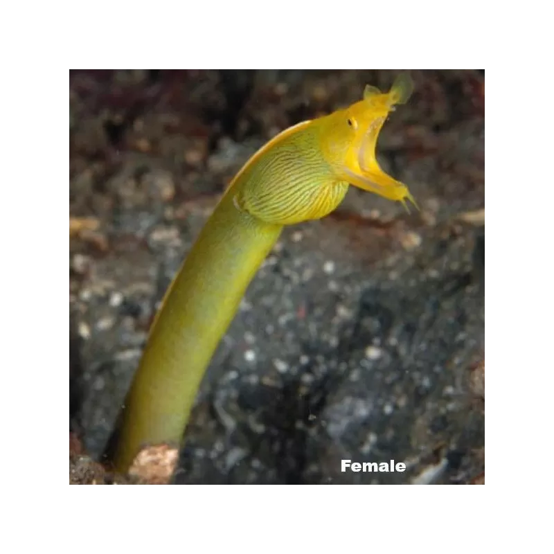 Rhinomuraena Quaesita Male