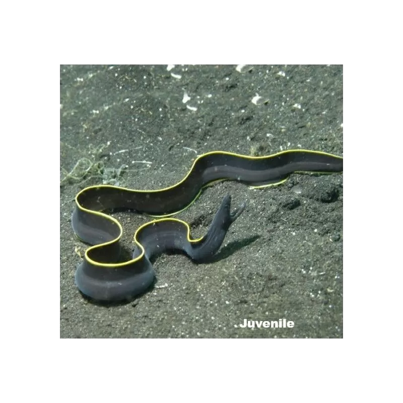 Rhinomuraena Quaesita Male