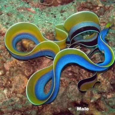 Rhinomuraena Quaesita black Juvenile