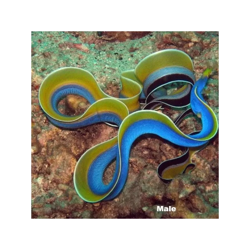 Rhinomuraena Quaesita black Juvenile