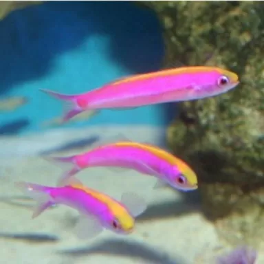 Luzonichtys Whitleyi