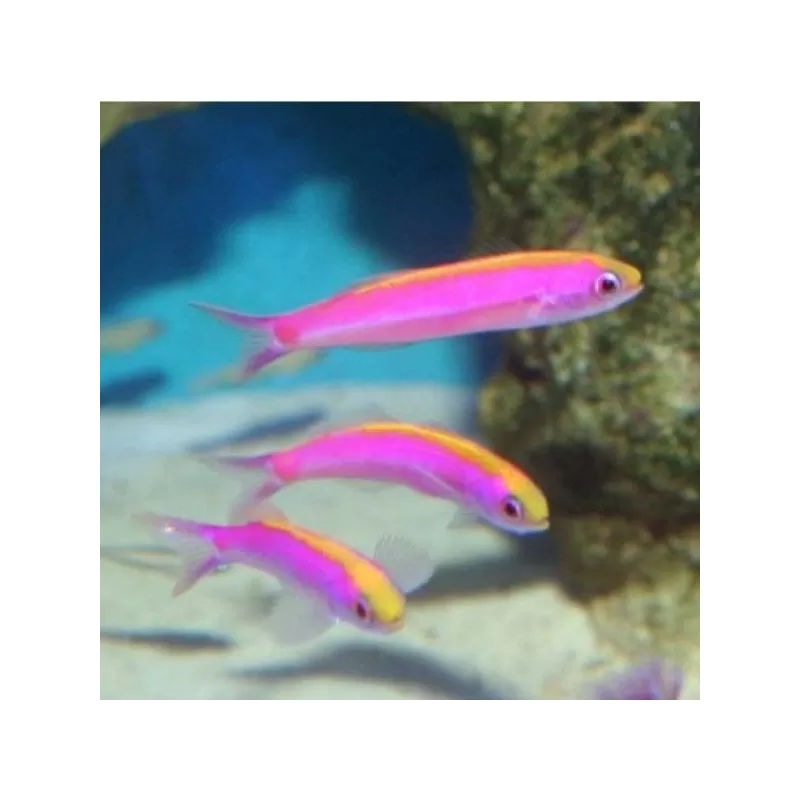 Luzonichtys Whitleyi