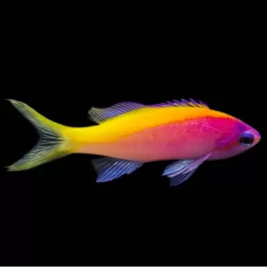 mirolabrichthys evansi