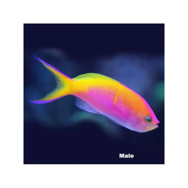 Pseudanthias Bartlettorum