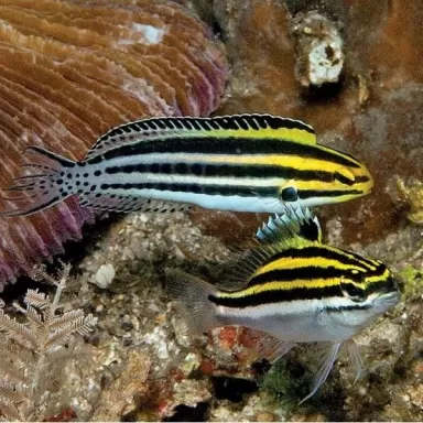 Meiacanthus Grammistes (M)