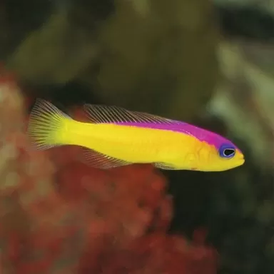 pictichromis diadema