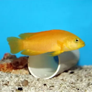 Pseudochromis fuscus