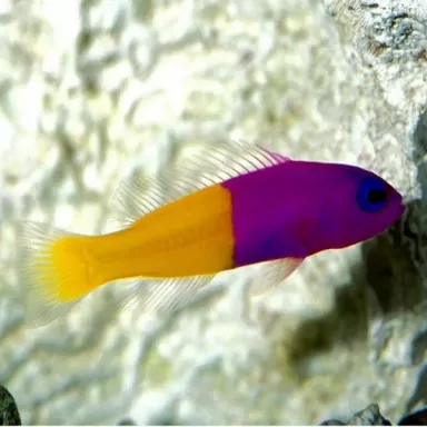 Pseudochromis Paccagnellae