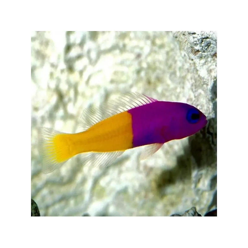 Pseudochromis Paccagnellae