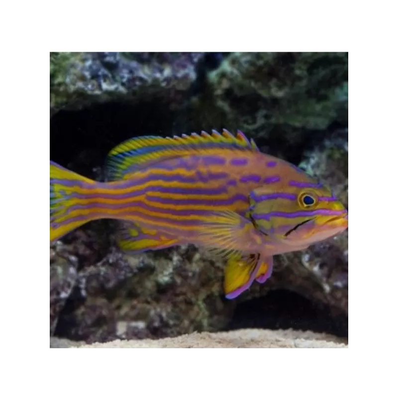 cephalophelus polleni