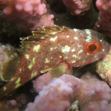 Sebastapistes cyanostigma