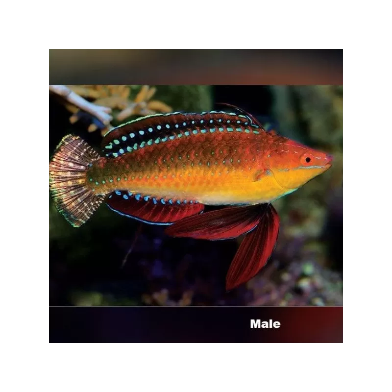 Cirrhilabrus Africanus Female