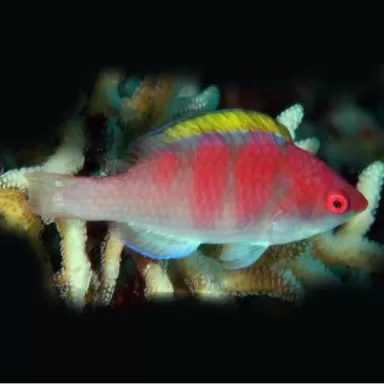 cirrhilabrus flavidorsalis