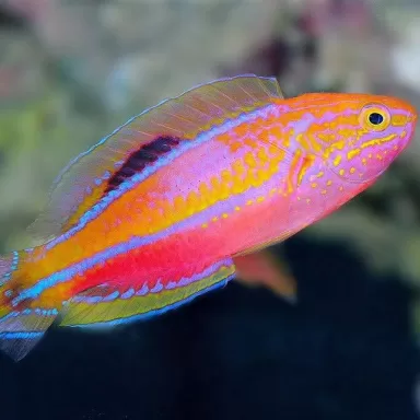 Cirrhilabrus Isosceles Female