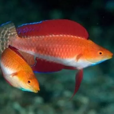 Cirrhilabrus Rubripinnis