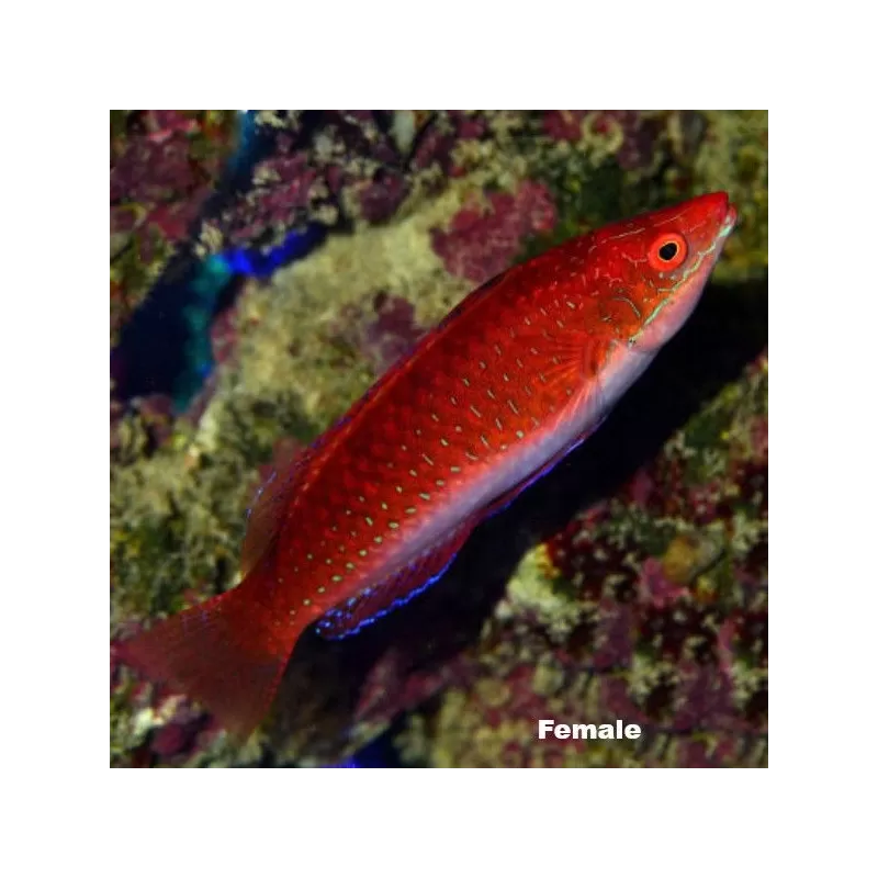 Cirrhilabrus rubriventralis