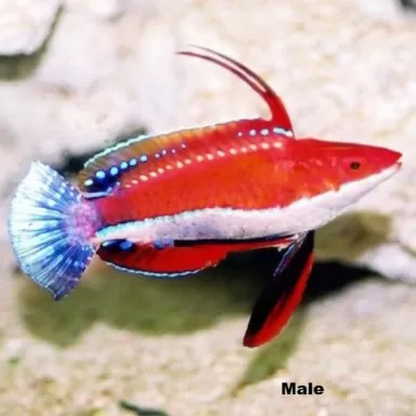 Cirrhilabrus rubriventralis