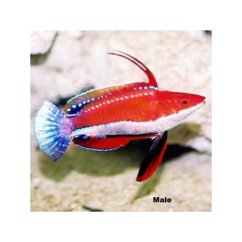 Cirrhilabrus rubriventralis