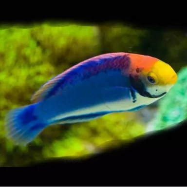 Cirrhilabrus Solorensis bali M