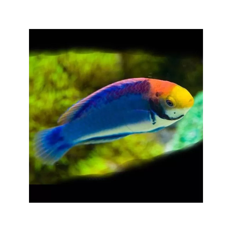 Cirrhilabrus Solorensis bali M