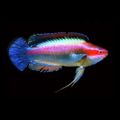 Cirrhilabrus Temmincki