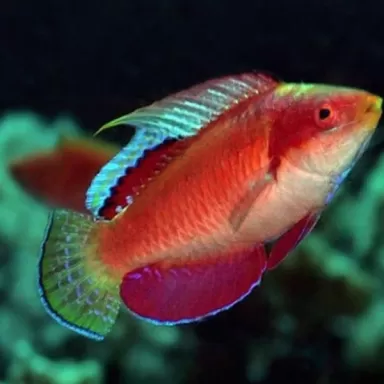 Cirrhilabrus tonozukai