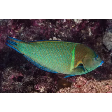 anampses caeruleopuncatus