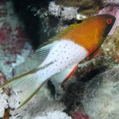 Bodianus Anthioides M