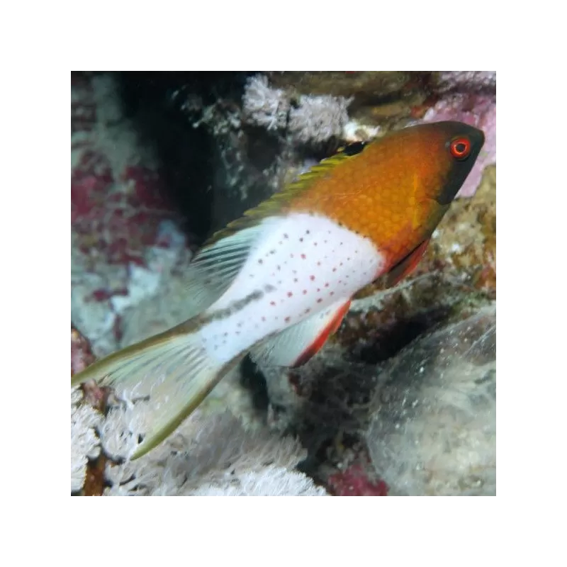 Bodianus Anthioides M