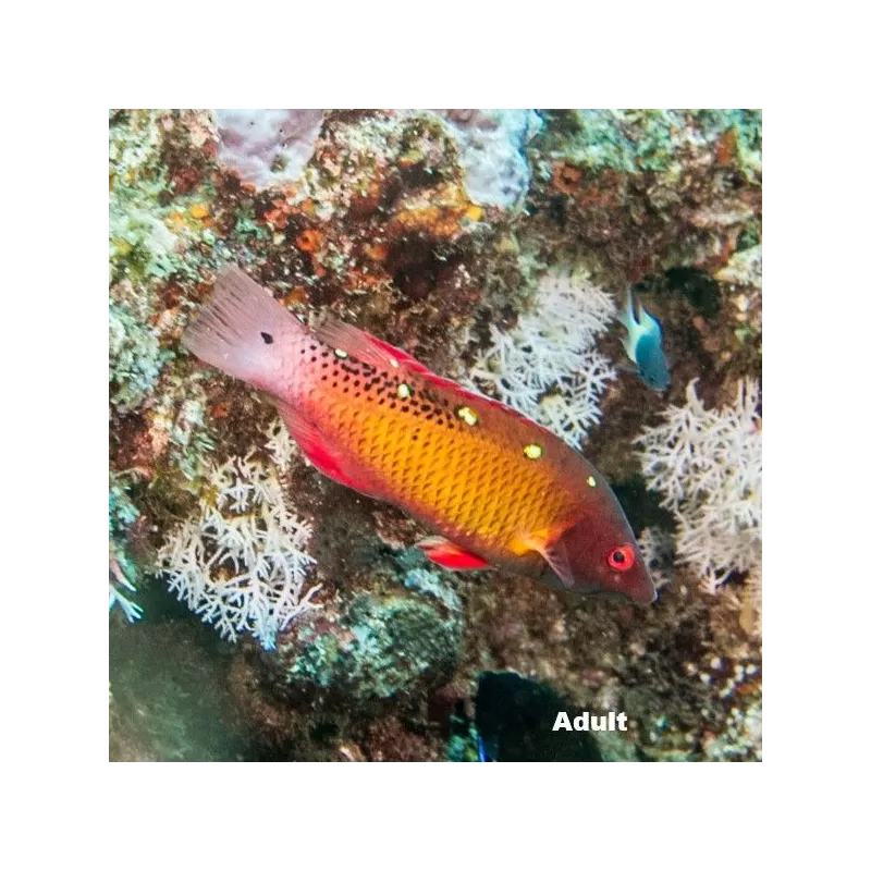Bodianus diana M