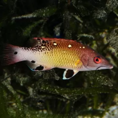 Bbodianus Diana S