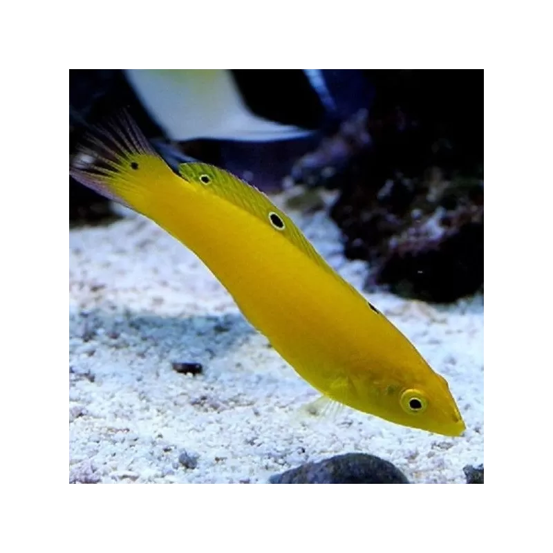 Halichoerus Chrysus M