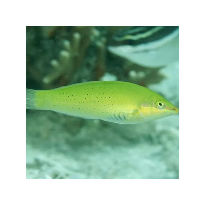 Halichoerus Chloropterus M