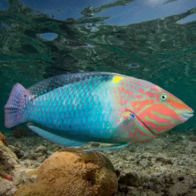 Halichoerus Hortulanus M