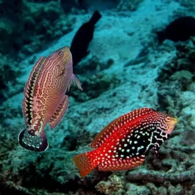 Macropharyngodon Bipartitus Male