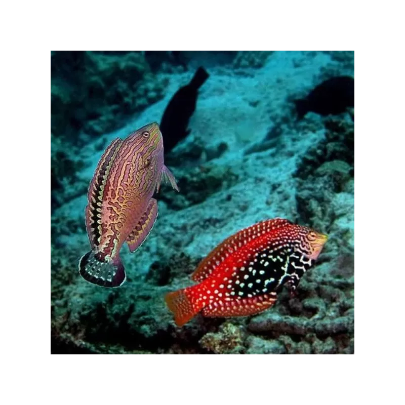 Macropharyngodon Bipartitus Male