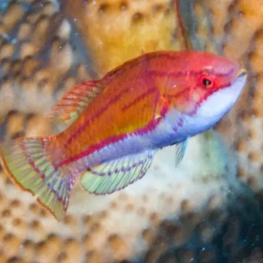 Paracheilinus flavianalis