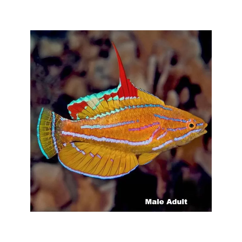 Paracheilinus flavianalis