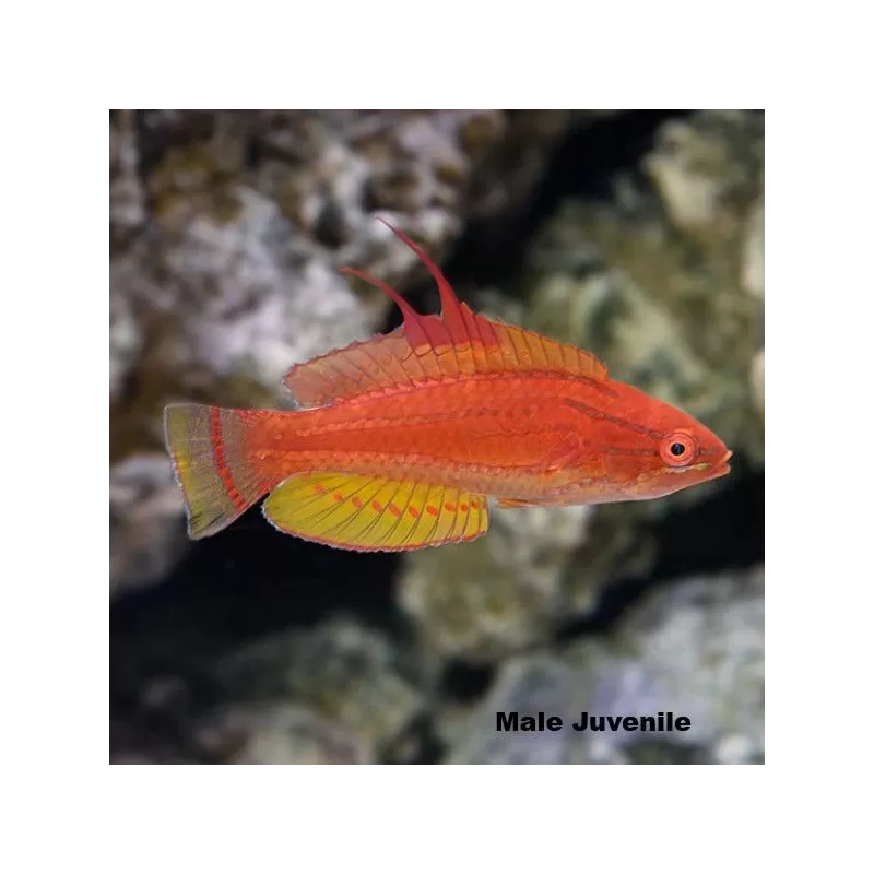 Paracheilinus flavianalis