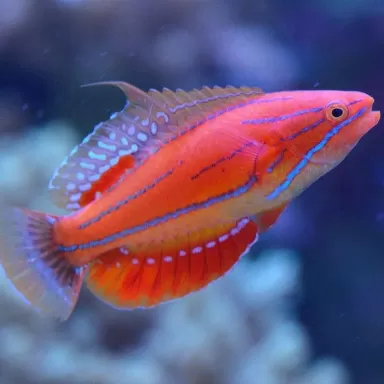 Paracheilinus Mccoskeri