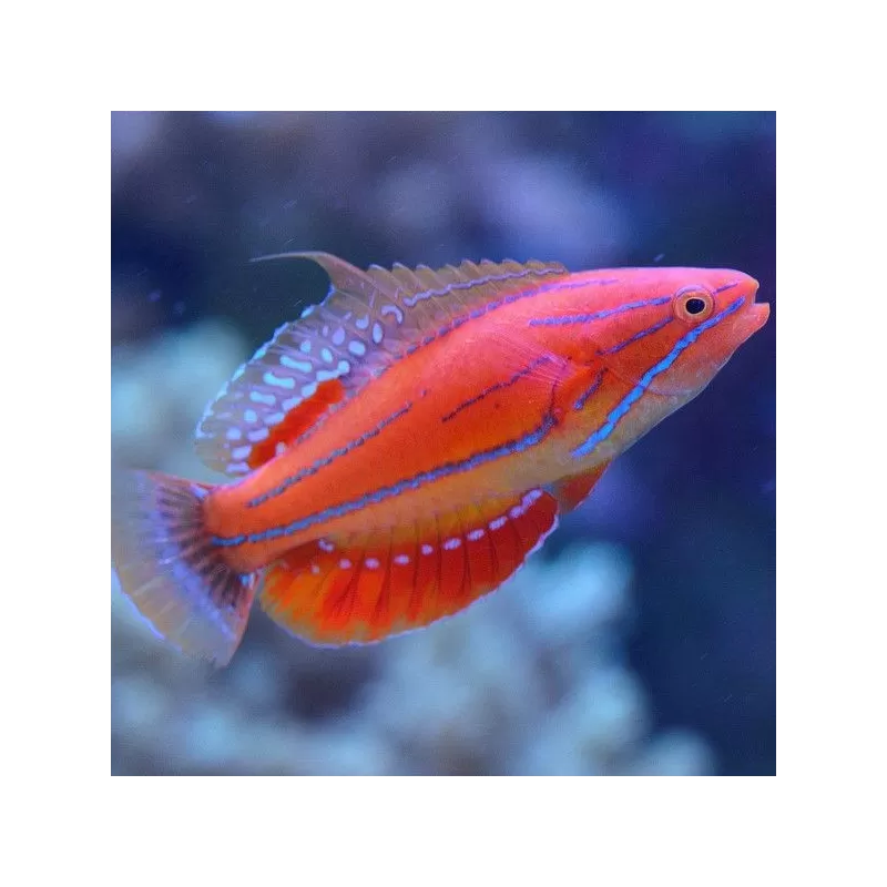 Paracheilinus Mccoskeri