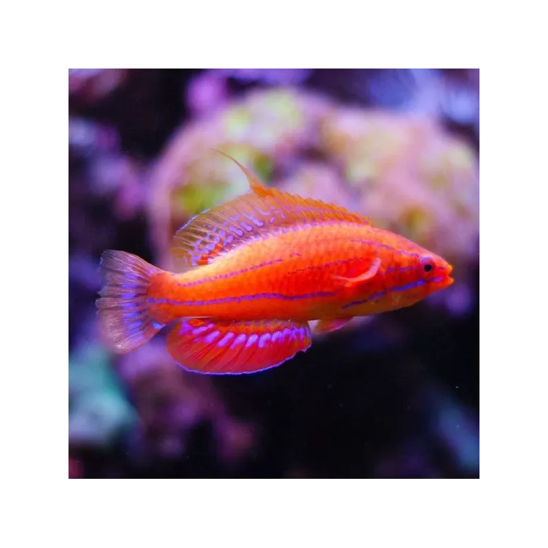 Paracheilinus Mccoskeri