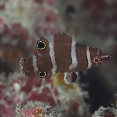 wetmorella albofasciatus