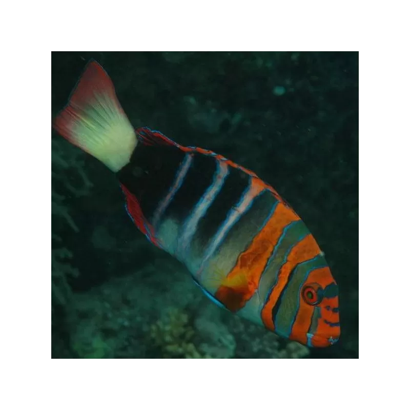 Choerodon Lienardella Fasciata M