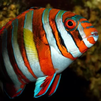 Choerodon Lienardella Fasciata M