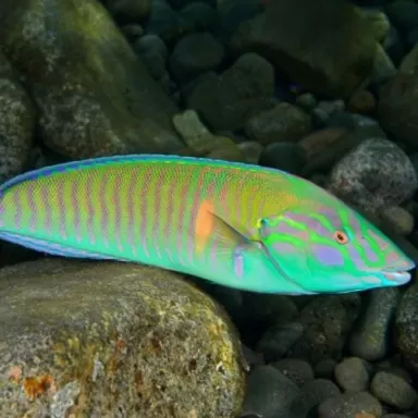 Hologymnosus Doliatus | Coralandfishstore.nl