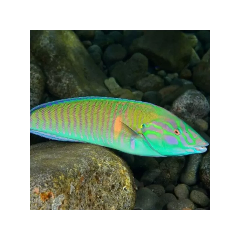 Hologymnosus Doliatus | Coralandfishstore.nl