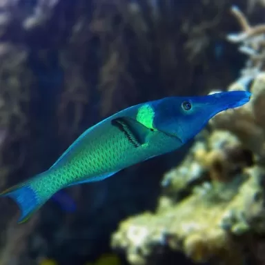 Gomphosus Caeruleus brown M