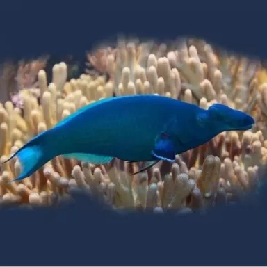 Gomphosus Caeruleus brown M